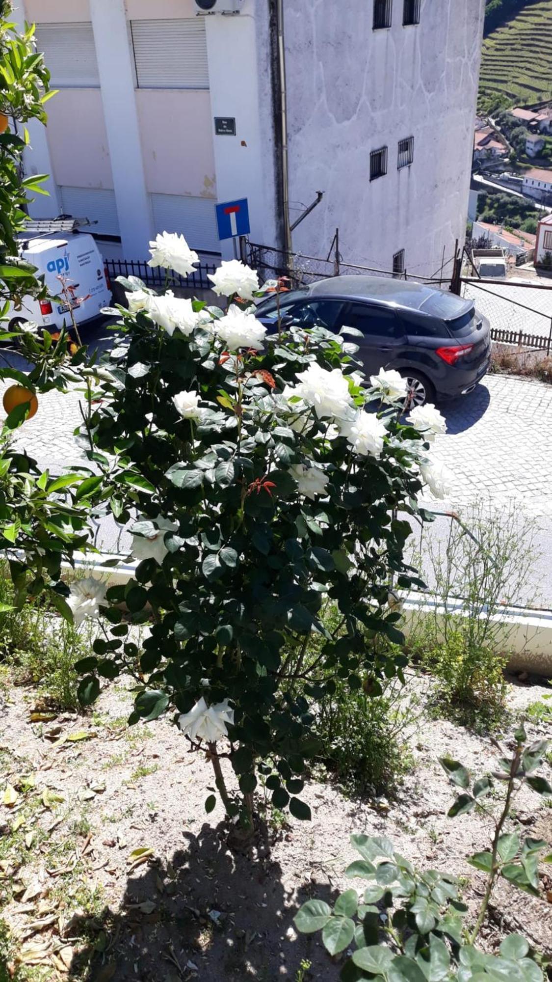 Casa Das Laranjeiras Pinhao Bagian luar foto